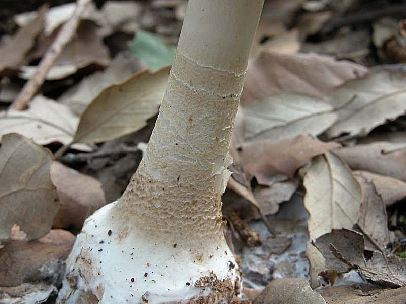 Questa volta una Macrolepiota